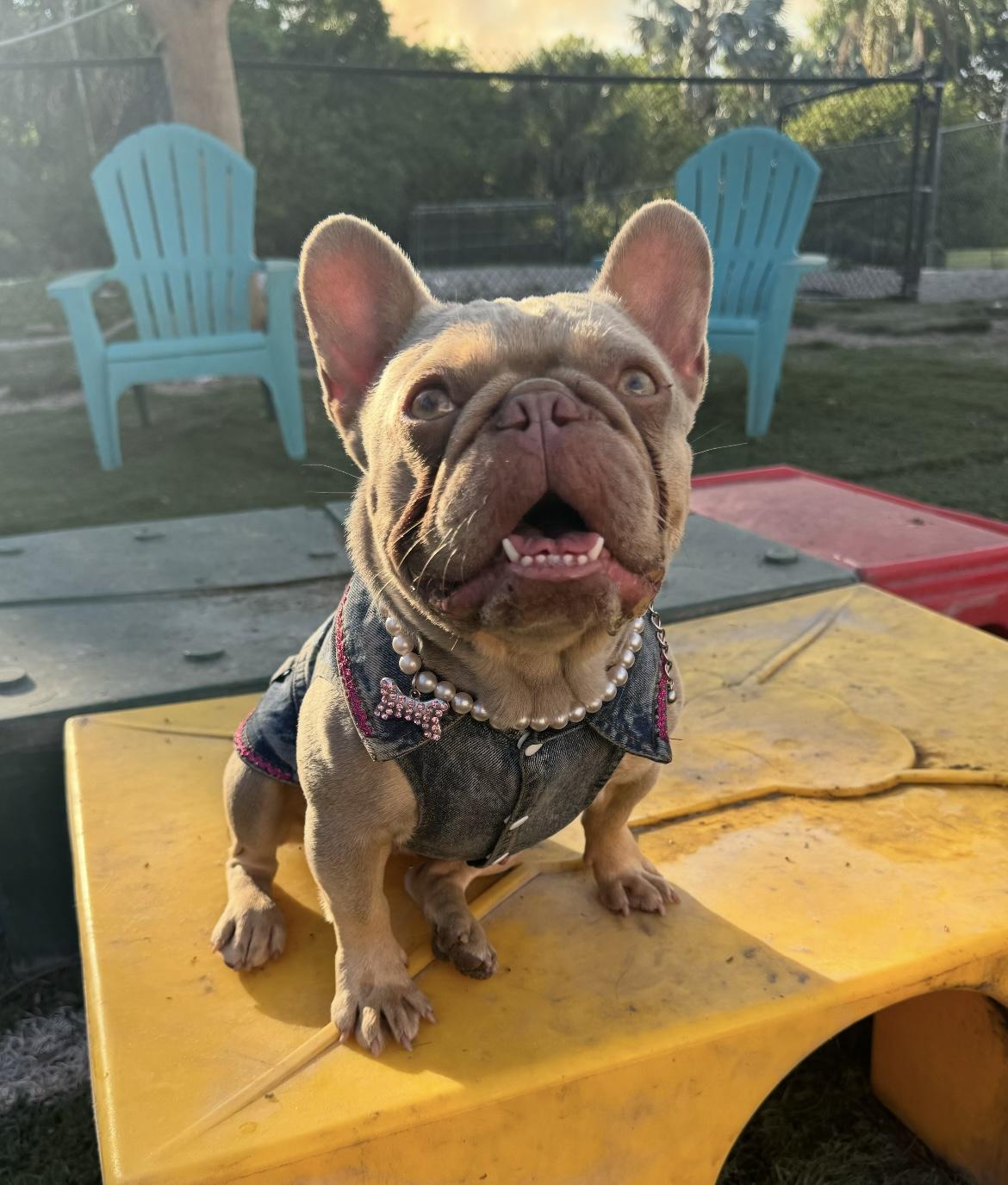 Summer & Loki the sweet bonded pair, a Adoptable French Bulldog in Palm City, FL image 2/4