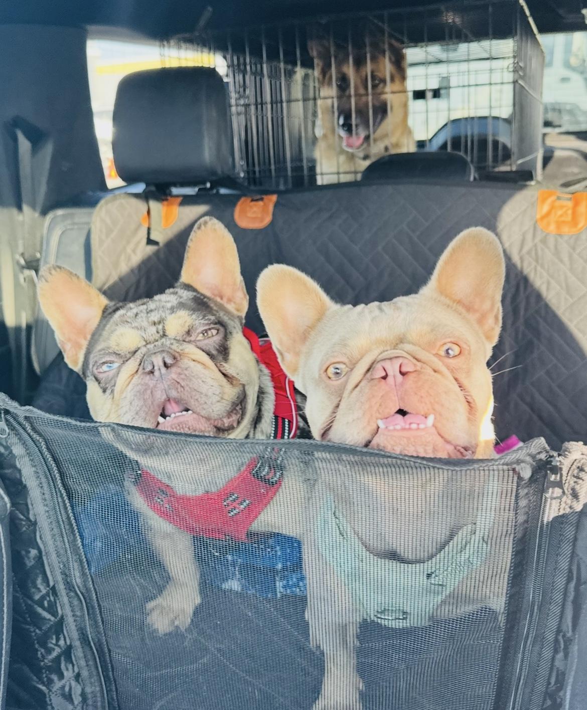 Summer & Loki the sweet bonded pair, a Adoptable French Bulldog in Palm City, FL image 3/4