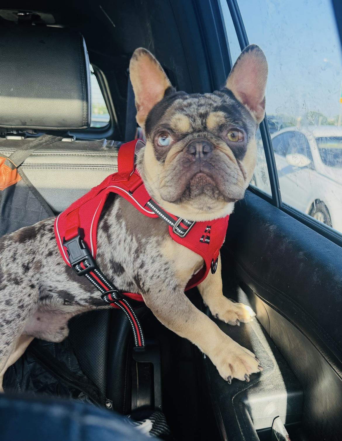 Summer & Loki the sweet bonded pair, a Adoptable French Bulldog in Palm City, FL image 4/4