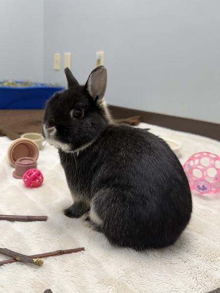 Enlarge Monkey, a Adoptable mixed breed in Victoria, BC image 1/1