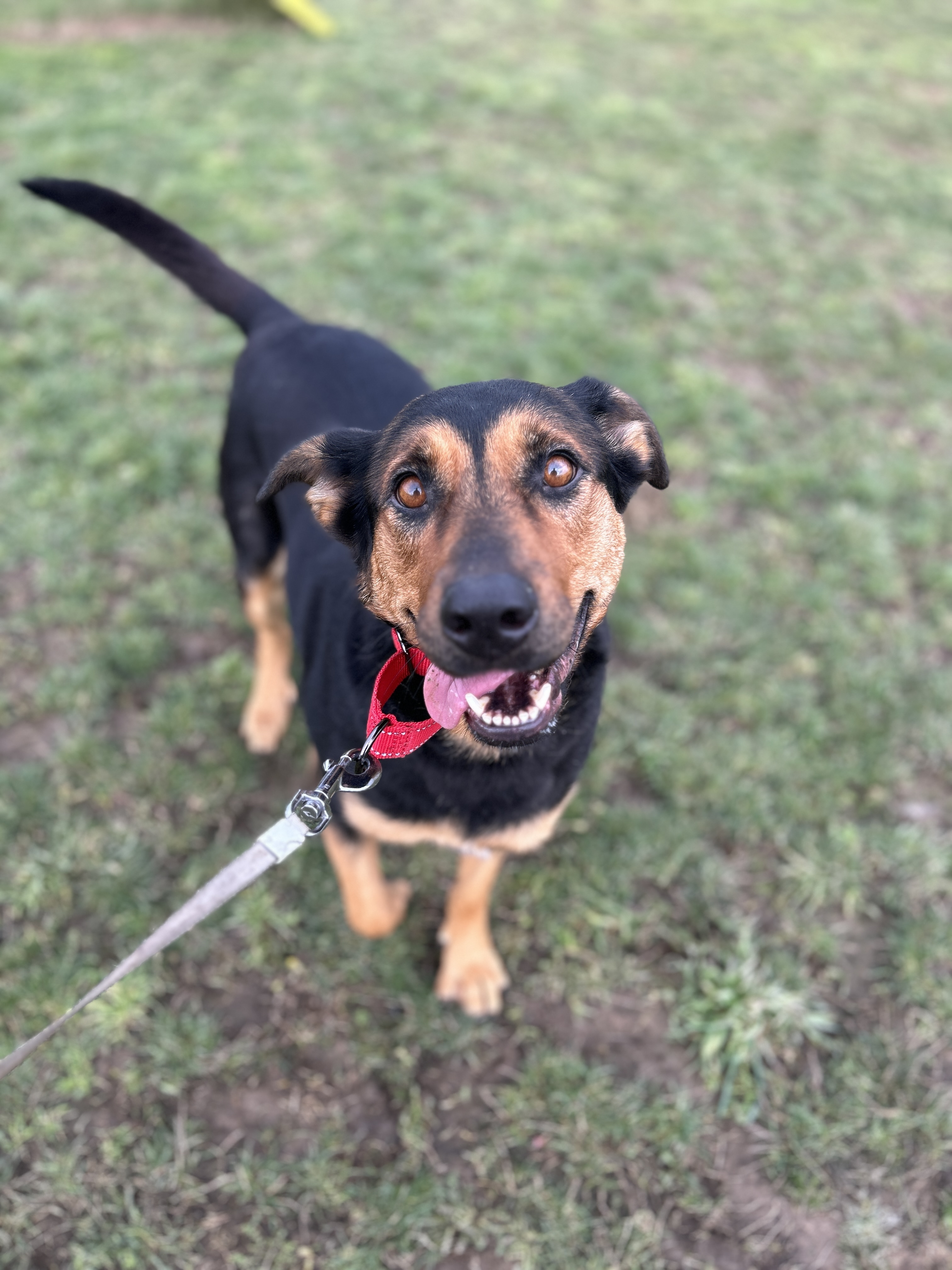 Rhonda, a Adoptable mixed breed in Port Angeles, WA image 1/4