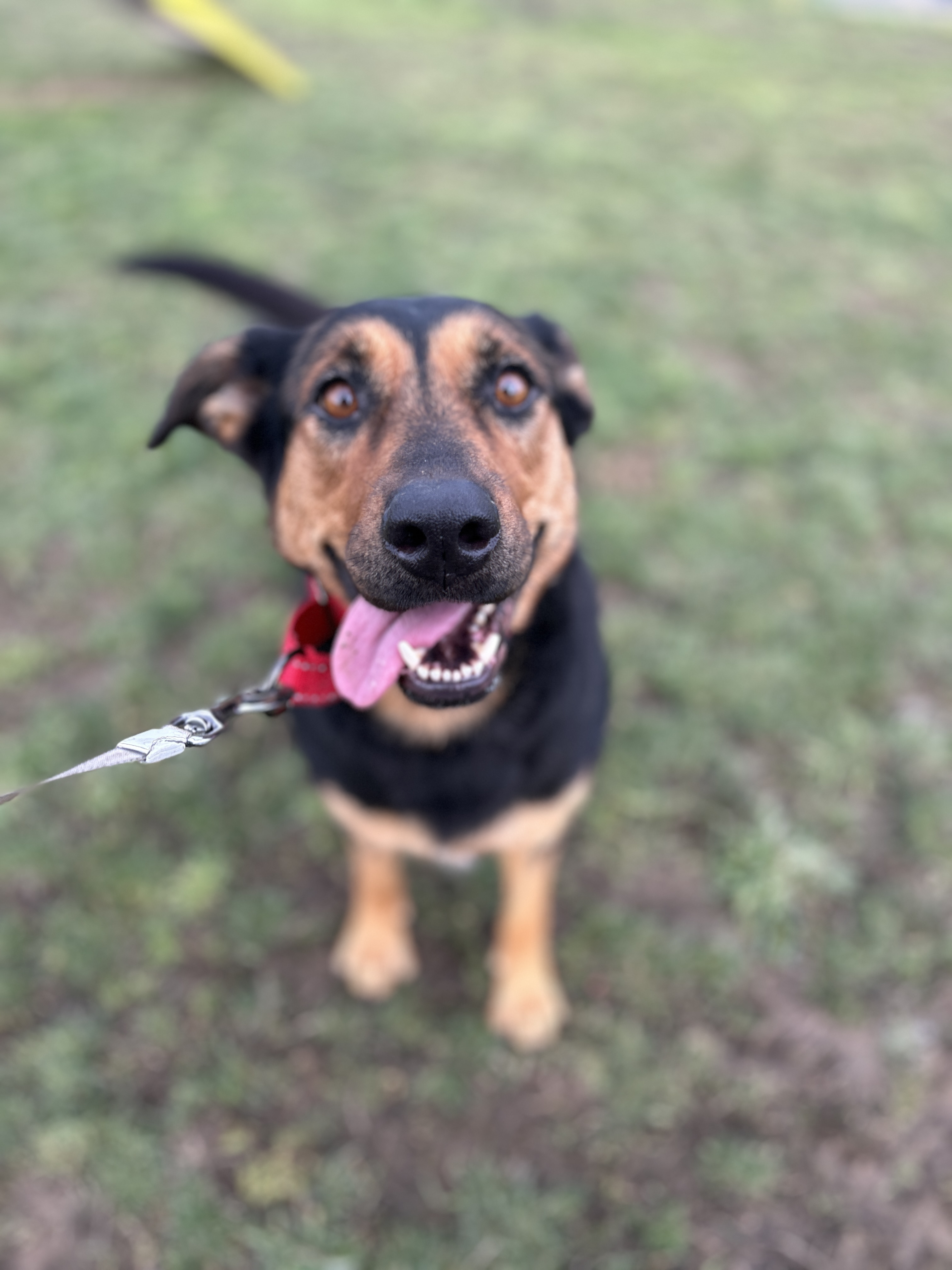 Rhonda, a Adoptable mixed breed in Port Angeles, WA image 2/4