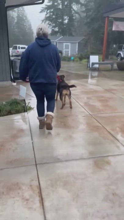 Enlarge Rhonda, a Adoptable mixed breed in Port Angeles, WA video 4/4