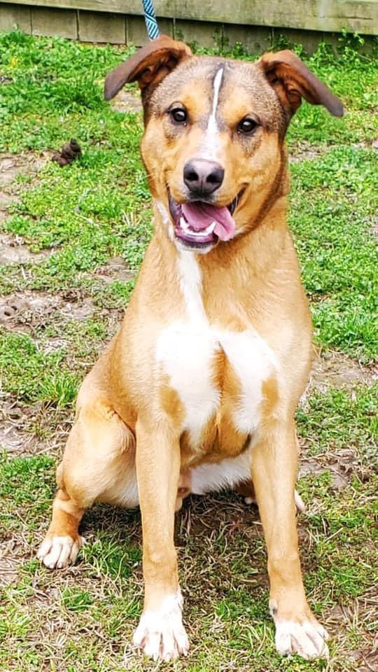Enlarge CODY, a Adoptable mixed breed in Holbrook, NY image 1/3
