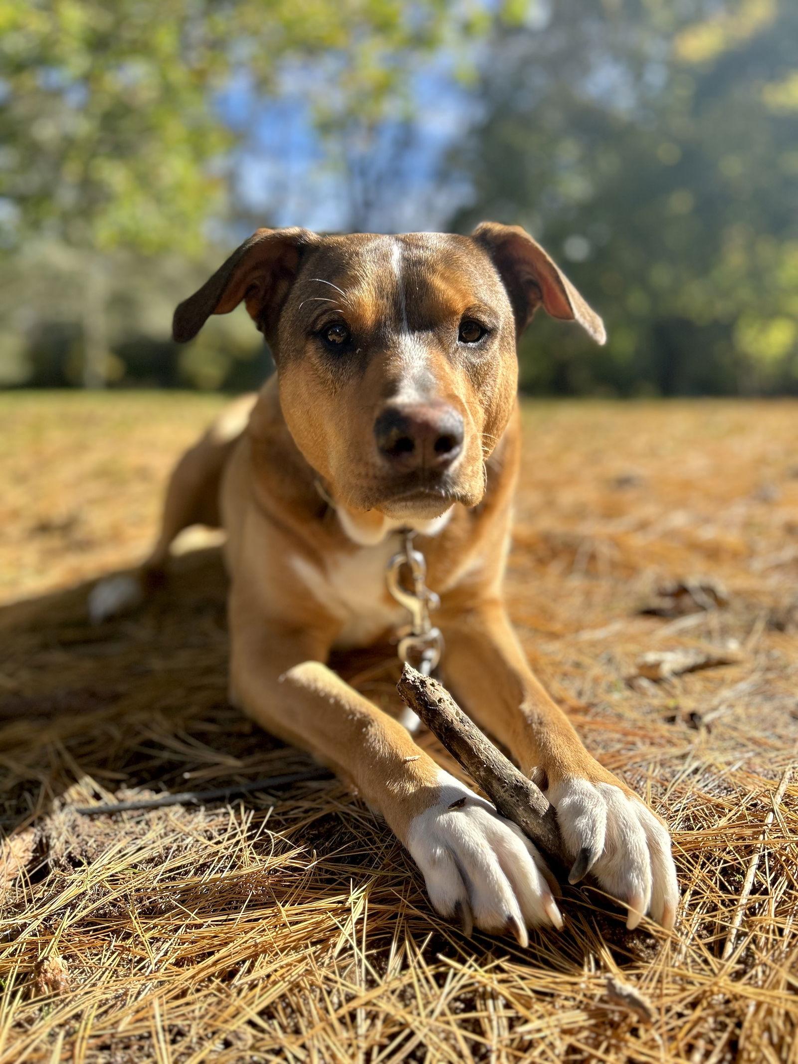 CODY, Adoptable, Adult Male Shepherd & Labrador Retriever.
