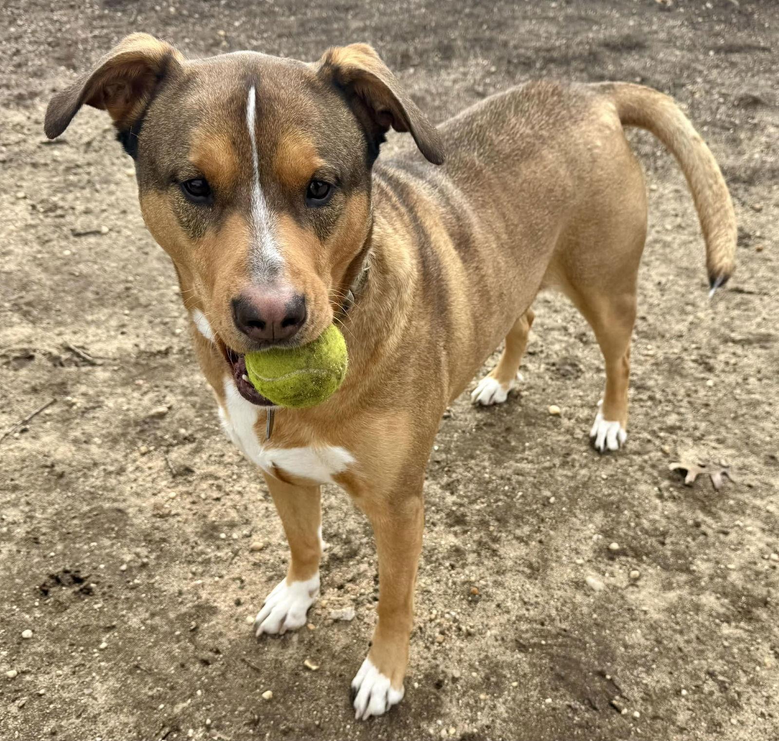 Enlarge CODY, a Adoptable mixed breed in Holbrook, NY image 3/3