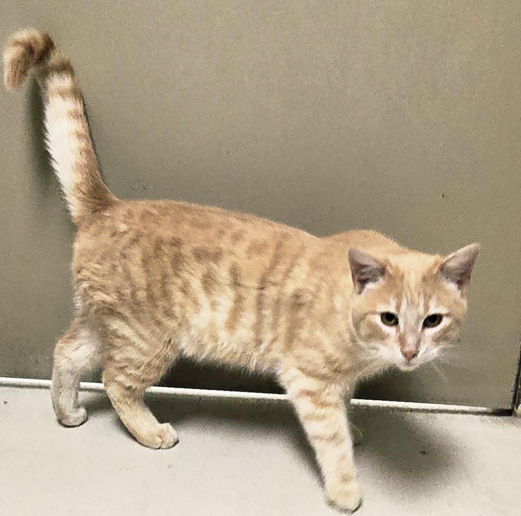 Enlarge Jack, a ADOPTABLE Domestic Short Hair in Bluffton, IN image 1/1