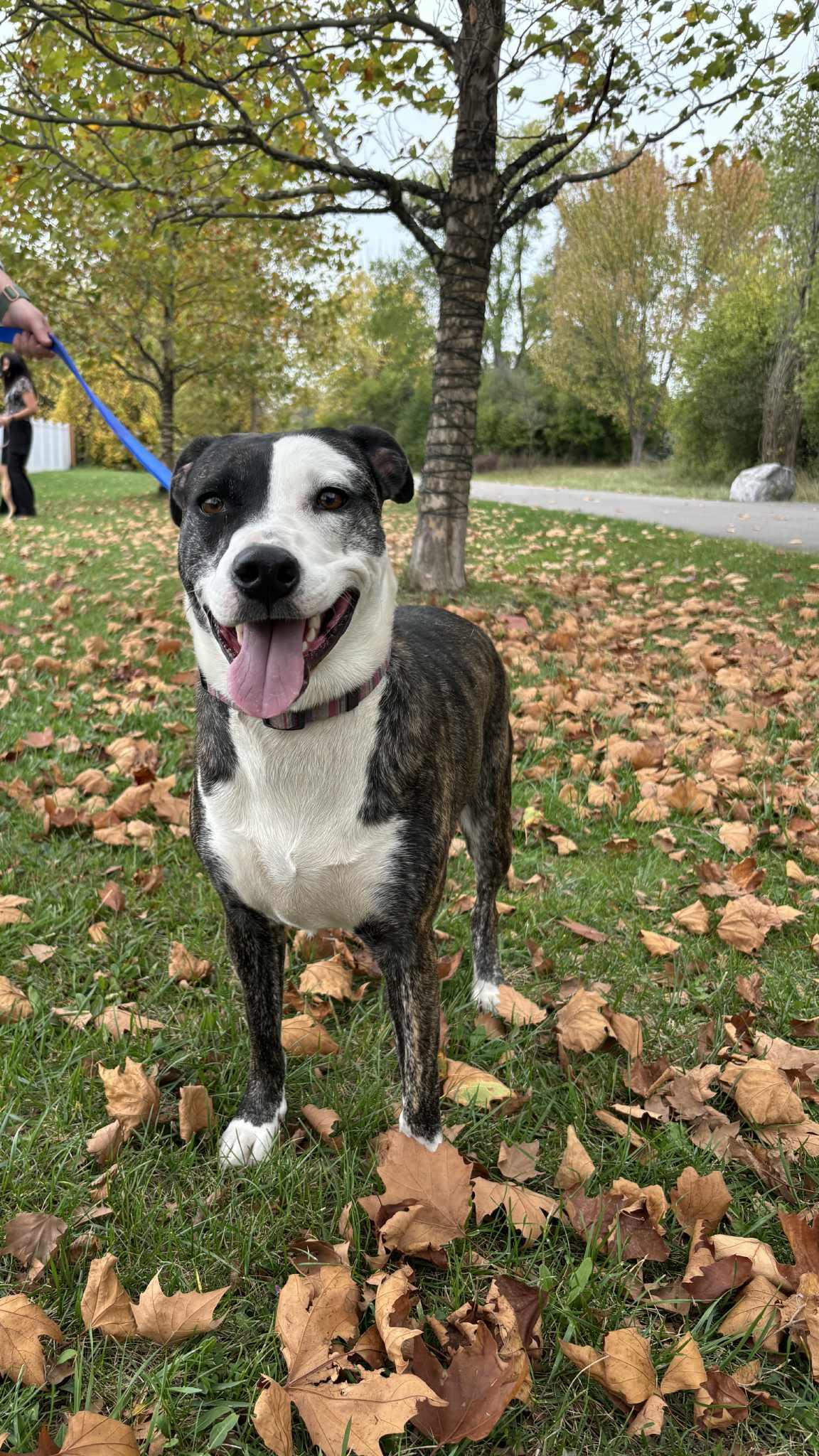 Daisy, Adoptable, Adult Female American Staffordshire Terrier.