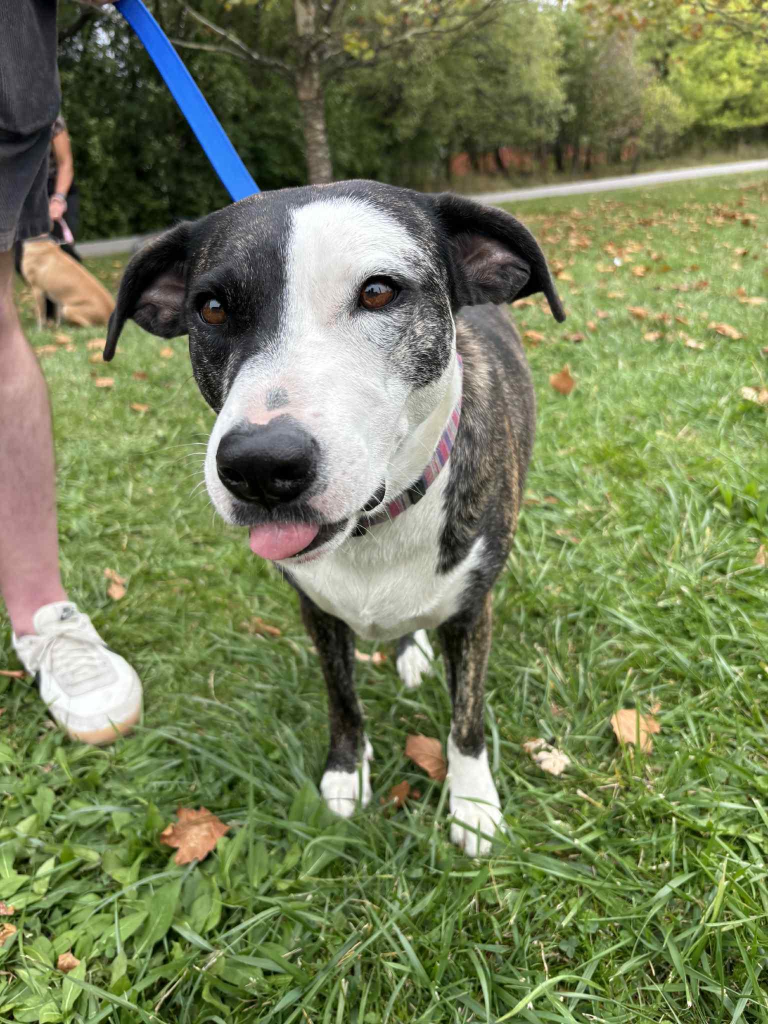 Daisy, a Adoptable American Staffordshire Terrier in Tonawanda, NY image 2/3