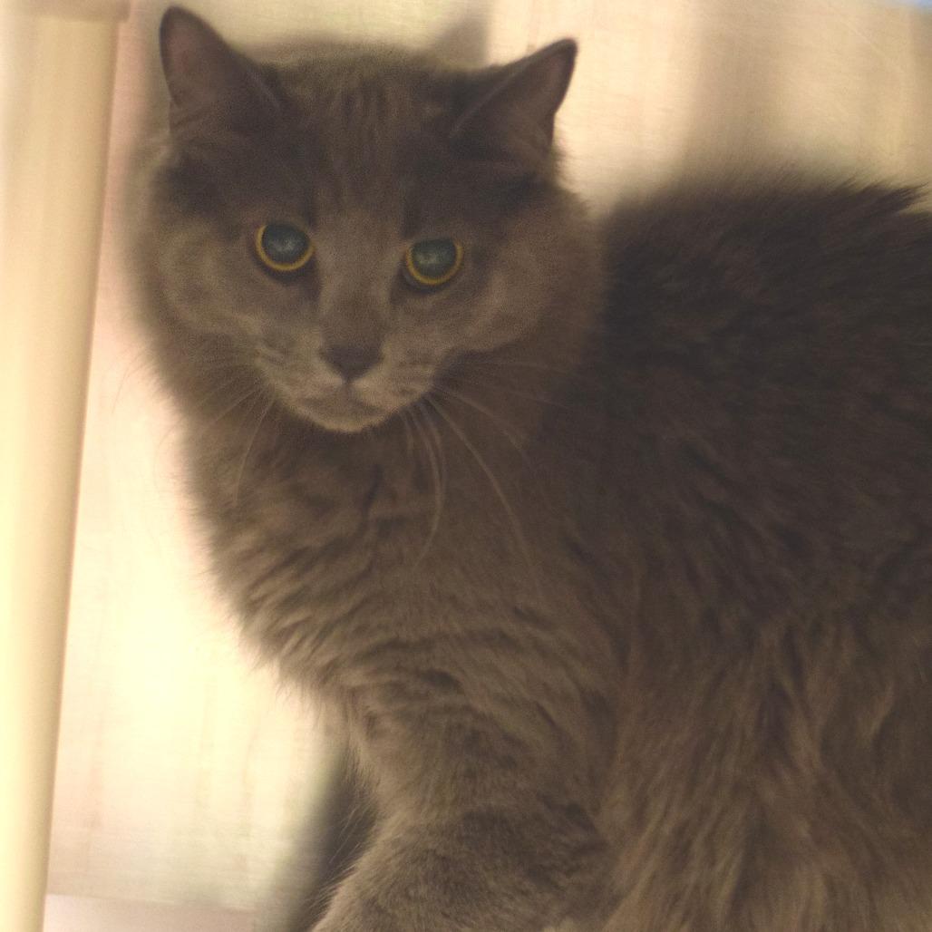 Buddy the Elf, Adoptable, Young Male Domestic Long Hair.