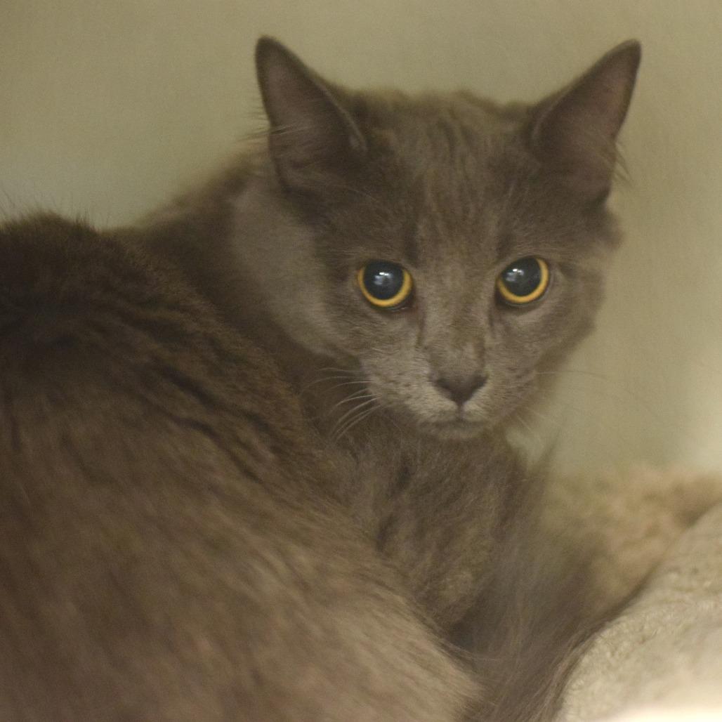 Buddy the Elf, a Adoptable Domestic Long Hair in Belleville, IL image 2/2