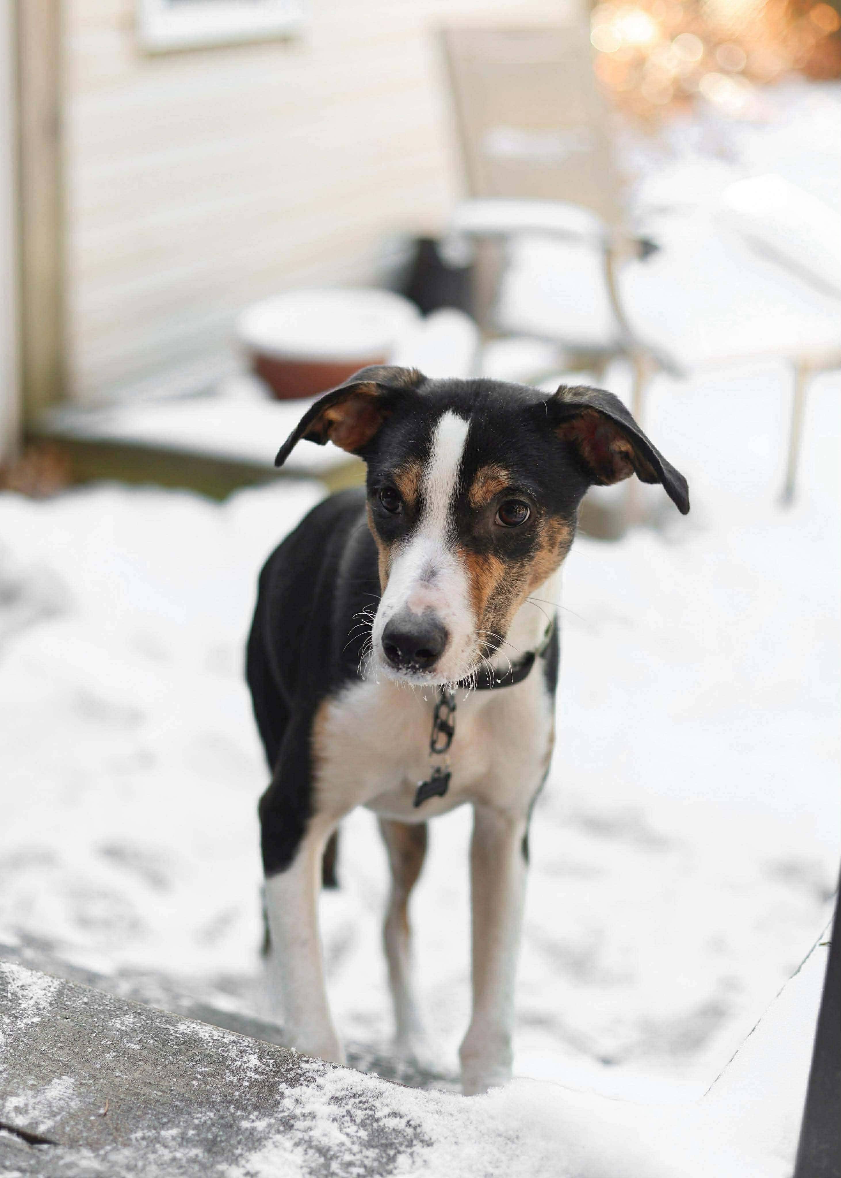 David, Adoptable, Puppy Male Mixed Breed.