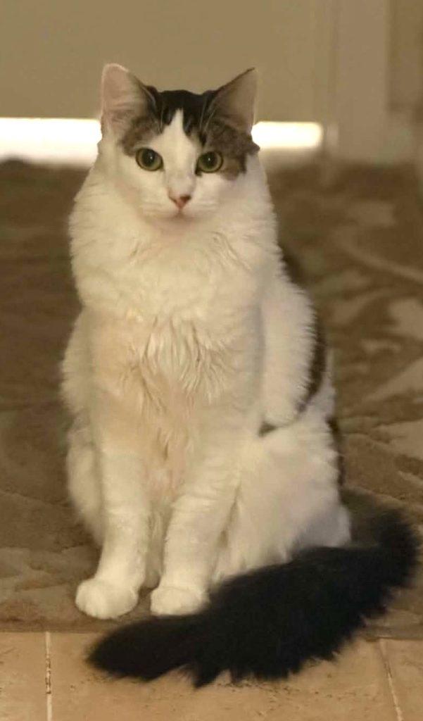 Mayhem, Adoptable, Adult Female Domestic Long Hair.