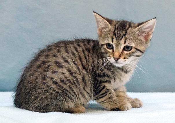 Enlarge Aspen, a Adoptable mixed breed in Maynardville, TN image 1/1
