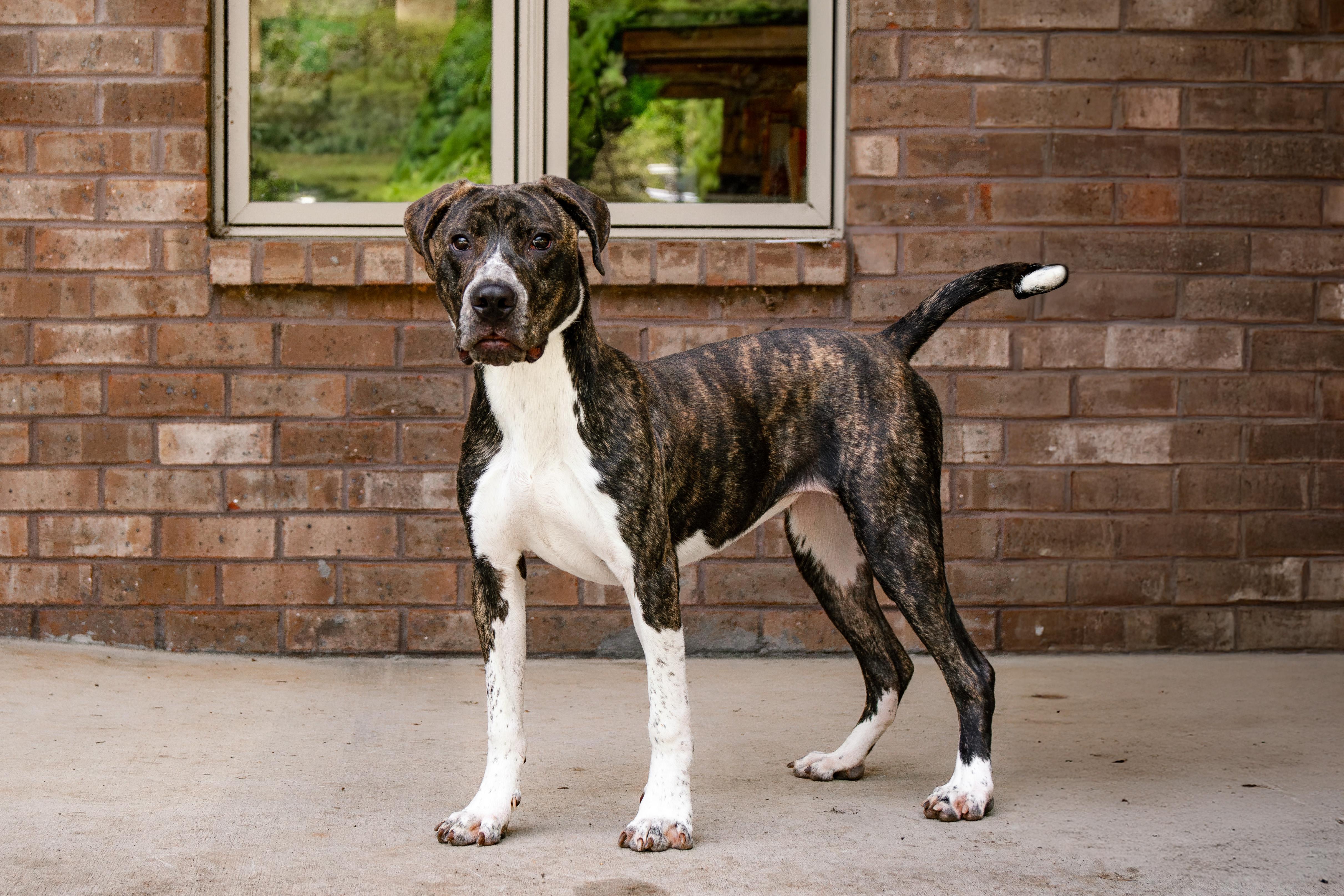 Enlarge Nova, a ADOPTABLE mixed breed in Loudon, TN image 1/3