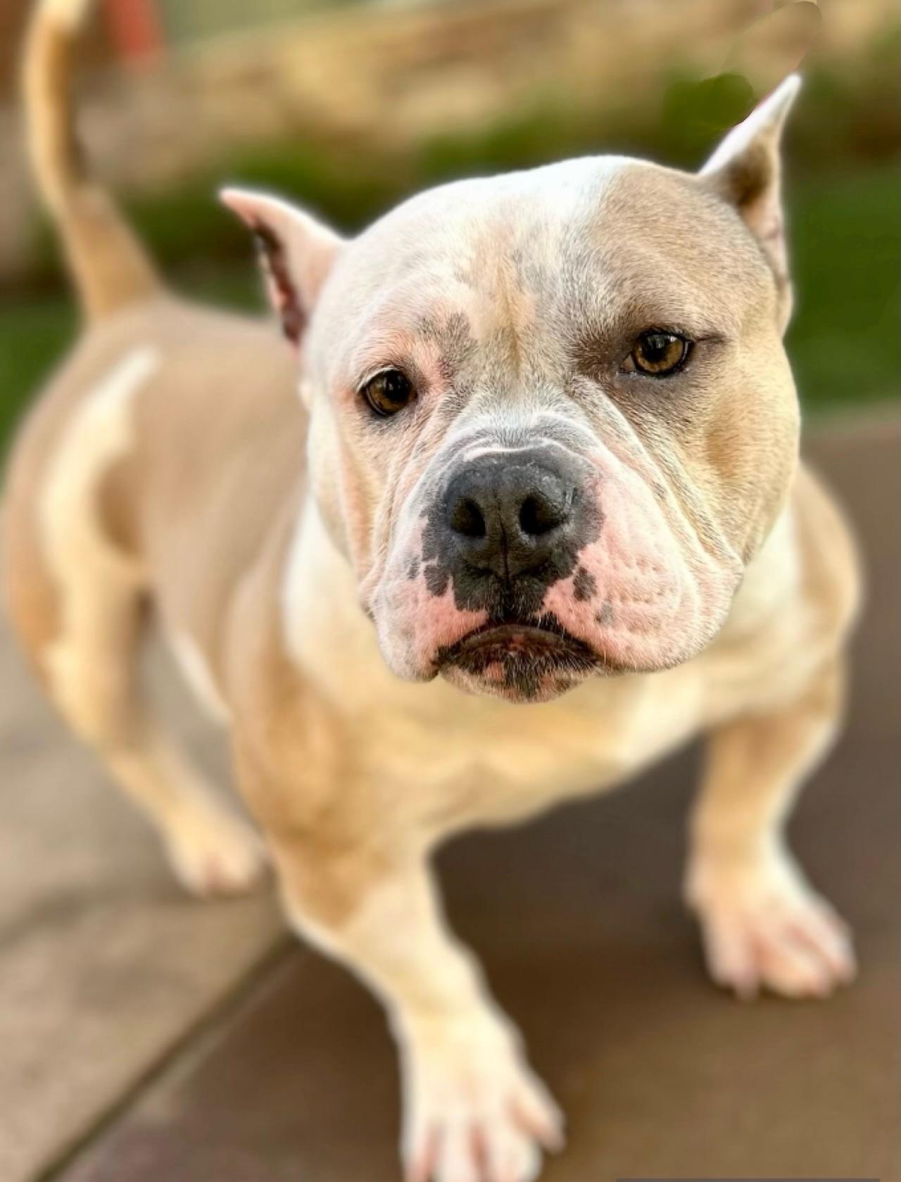 Enlarge Belle, a ADOPTABLE mixed breed in Citrus Heights, CA image 6/6