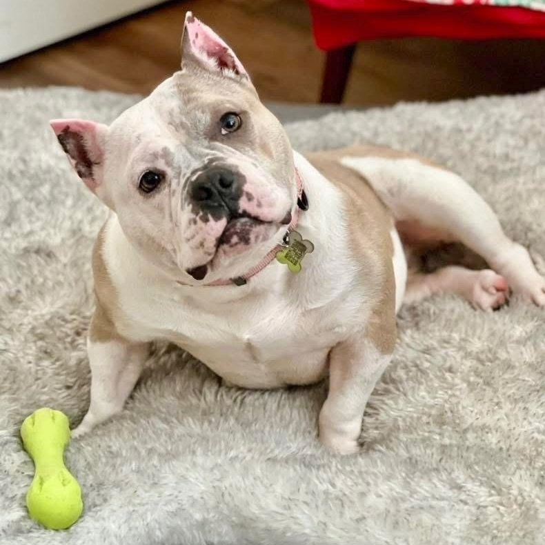 Enlarge Belle, a ADOPTABLE mixed breed in Citrus Heights, CA image 2/6