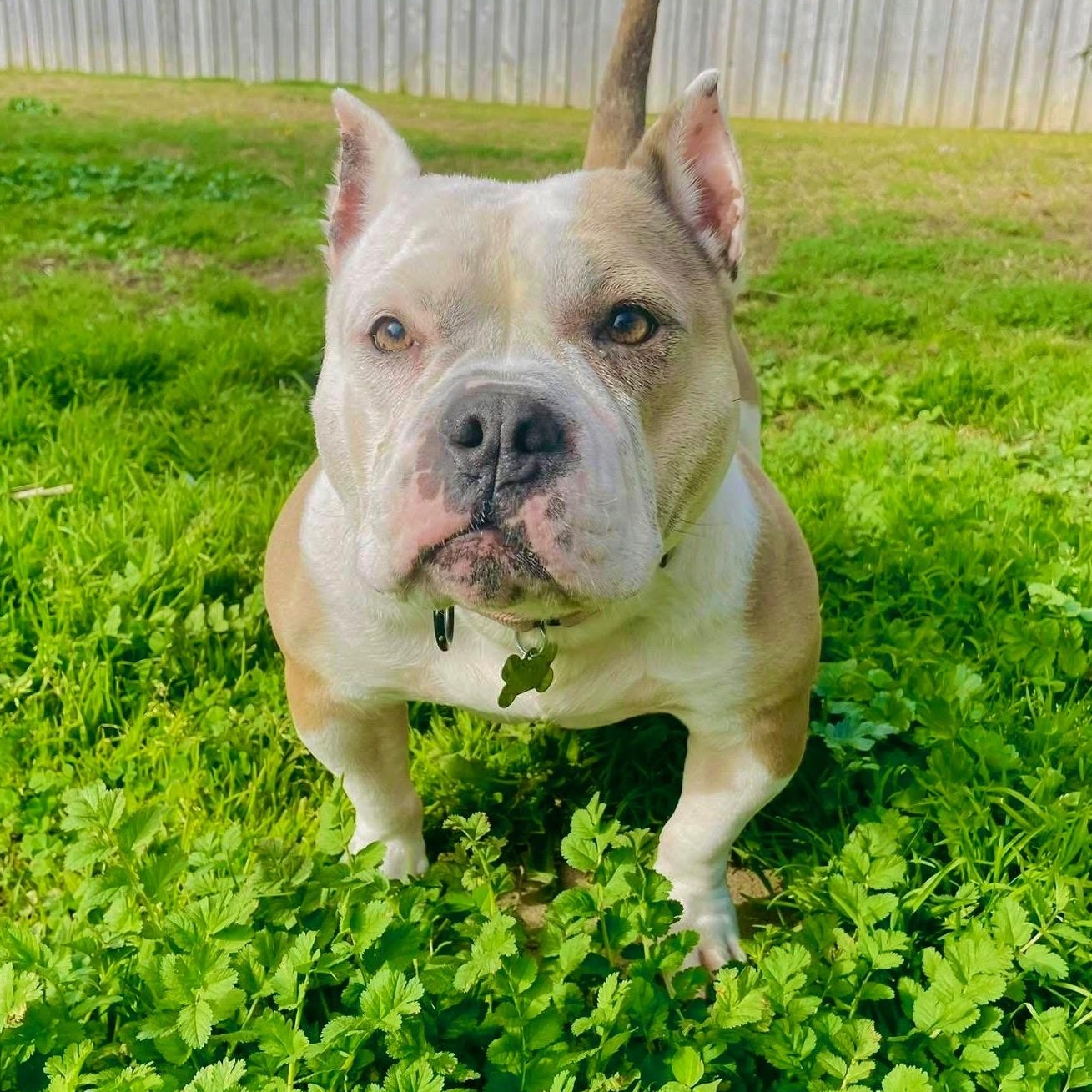 Enlarge Belle, a ADOPTABLE mixed breed in Citrus Heights, CA image 5/6