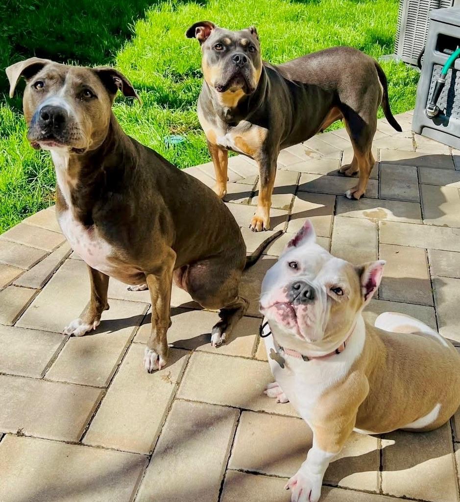 Enlarge Belle, a ADOPTABLE mixed breed in Citrus Heights, CA image 3/6