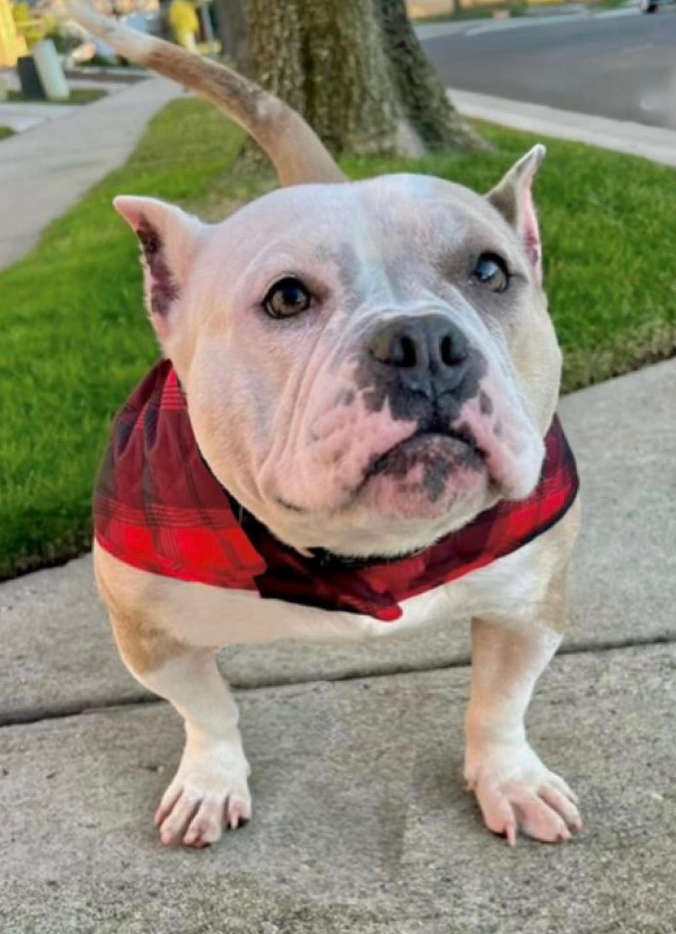 Enlarge Belle, a ADOPTABLE mixed breed in Citrus Heights, CA image 4/6