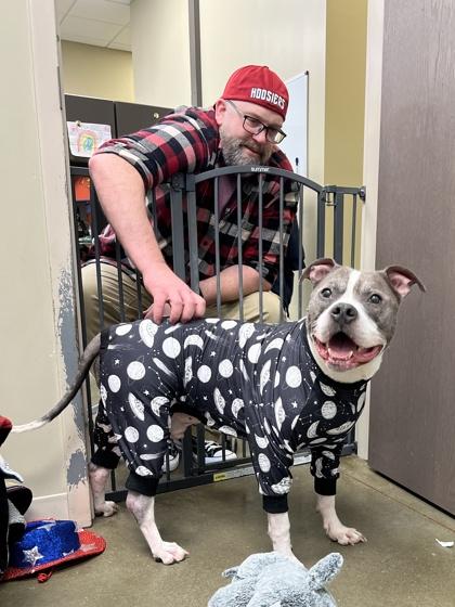 Enlarge Zeus the Mighty (in foster), a Adoptable mixed breed in Fishers, IN image 1/5