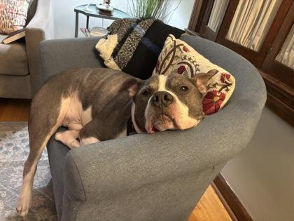 Enlarge Zeus the Mighty (in foster), a Adoptable mixed breed in Fishers, IN image 2/5