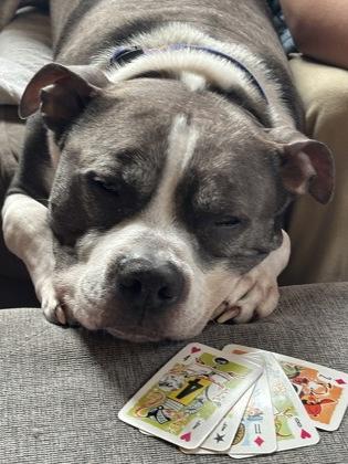 Enlarge Zeus the Mighty (in foster), a Adoptable mixed breed in Fishers, IN image 4/5