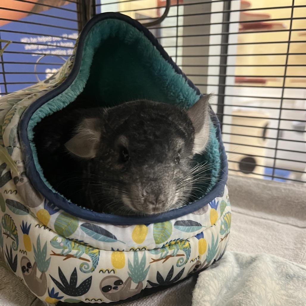 Poofy, Adoptable, Young Male Chinchilla.
