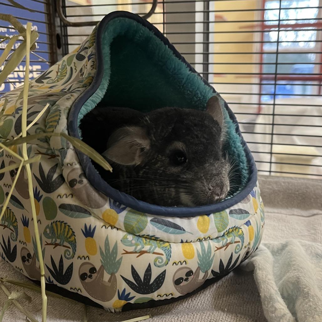 Enlarge Poofy, a Adoptable Chinchilla in Bedford, NH image 2/6