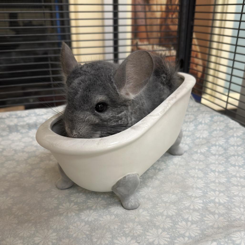 Enlarge Poofy, a Adoptable Chinchilla in Bedford, NH image 3/6