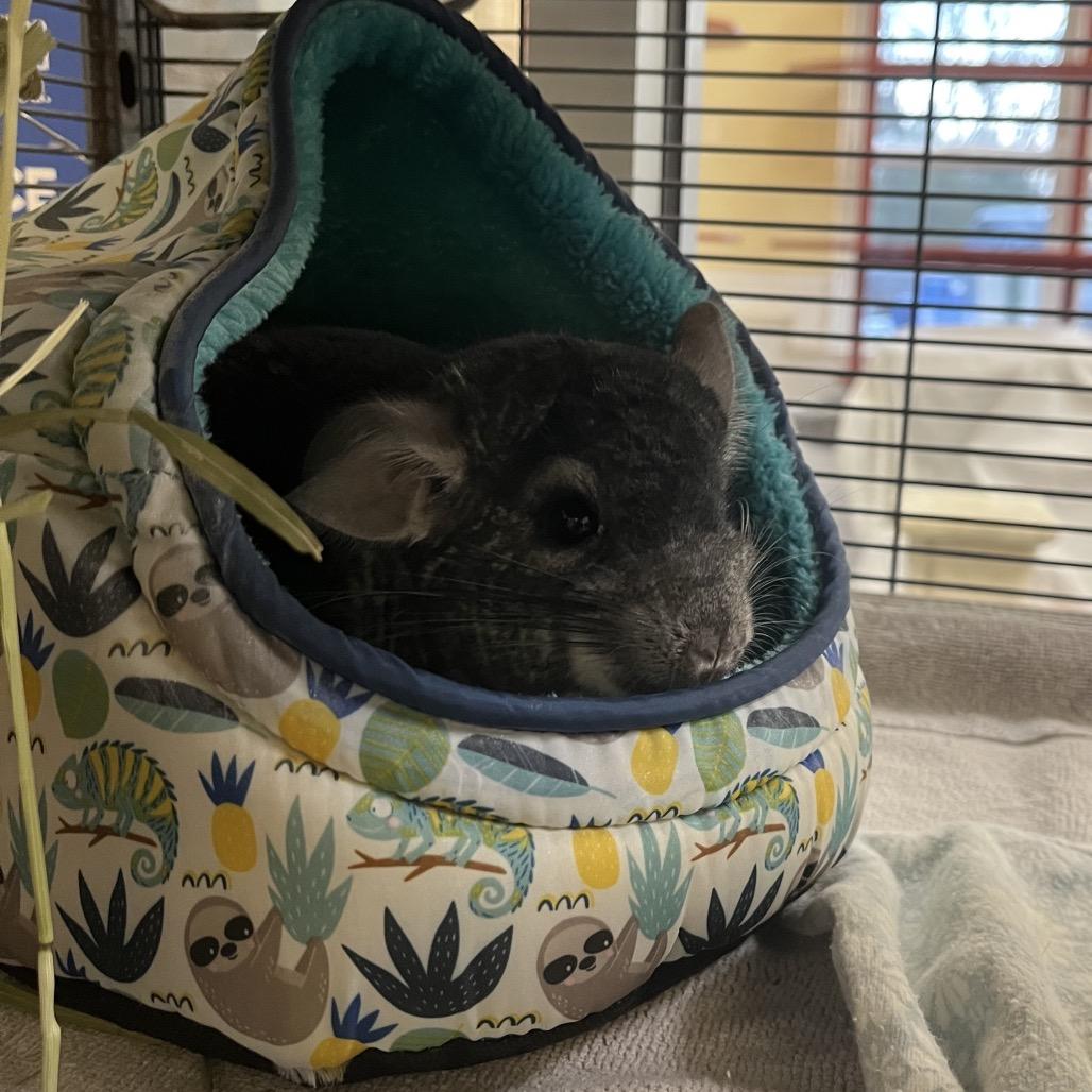 Enlarge Poofy, a Adoptable Chinchilla in Bedford, NH image 4/6