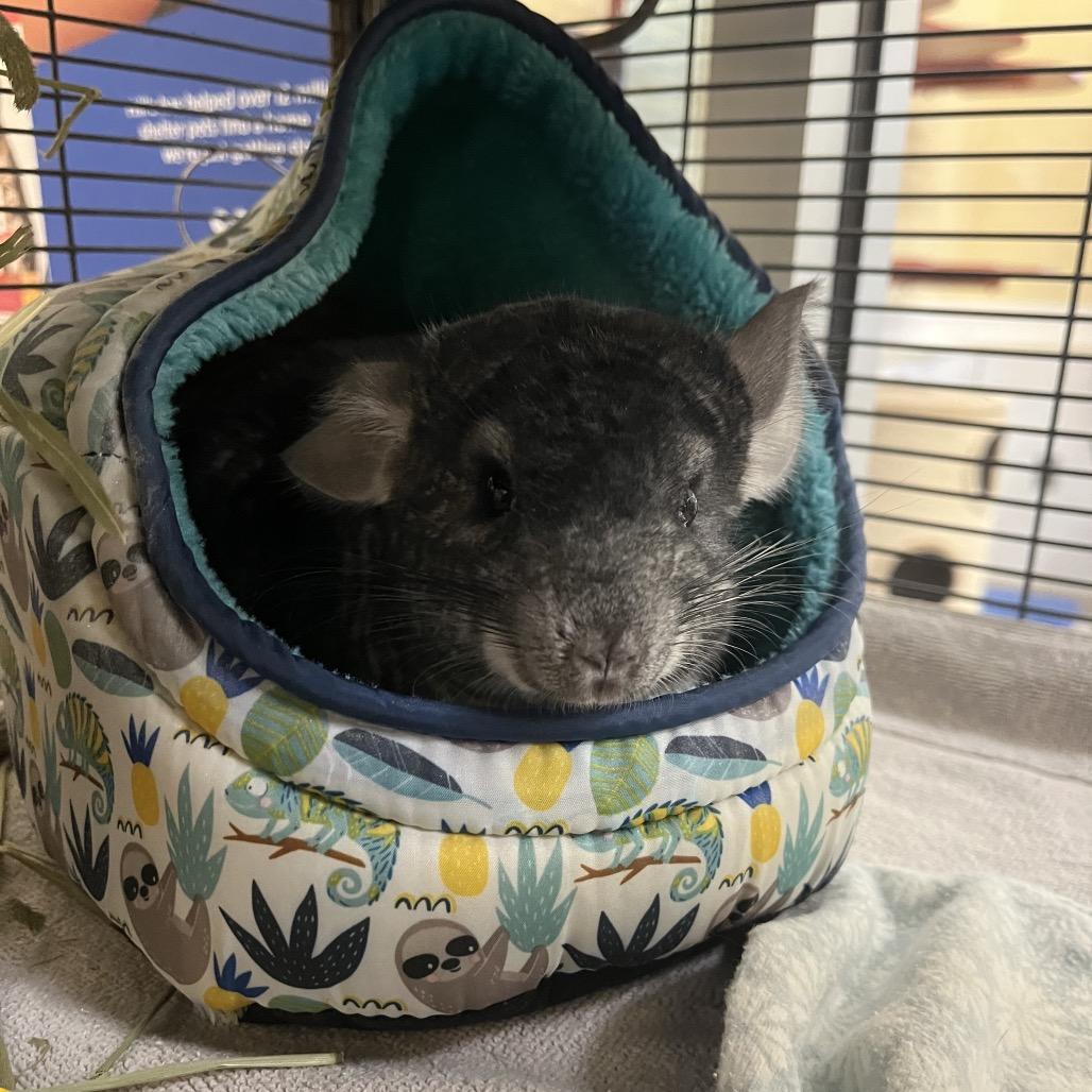 Enlarge Poofy, a Adoptable Chinchilla in Bedford, NH image 5/6