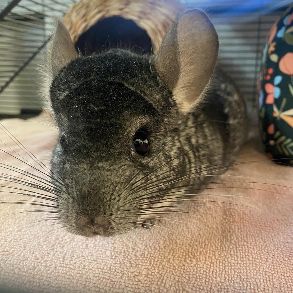 Enlarge Poofy, a Adoptable Chinchilla in Bedford, NH image 6/6