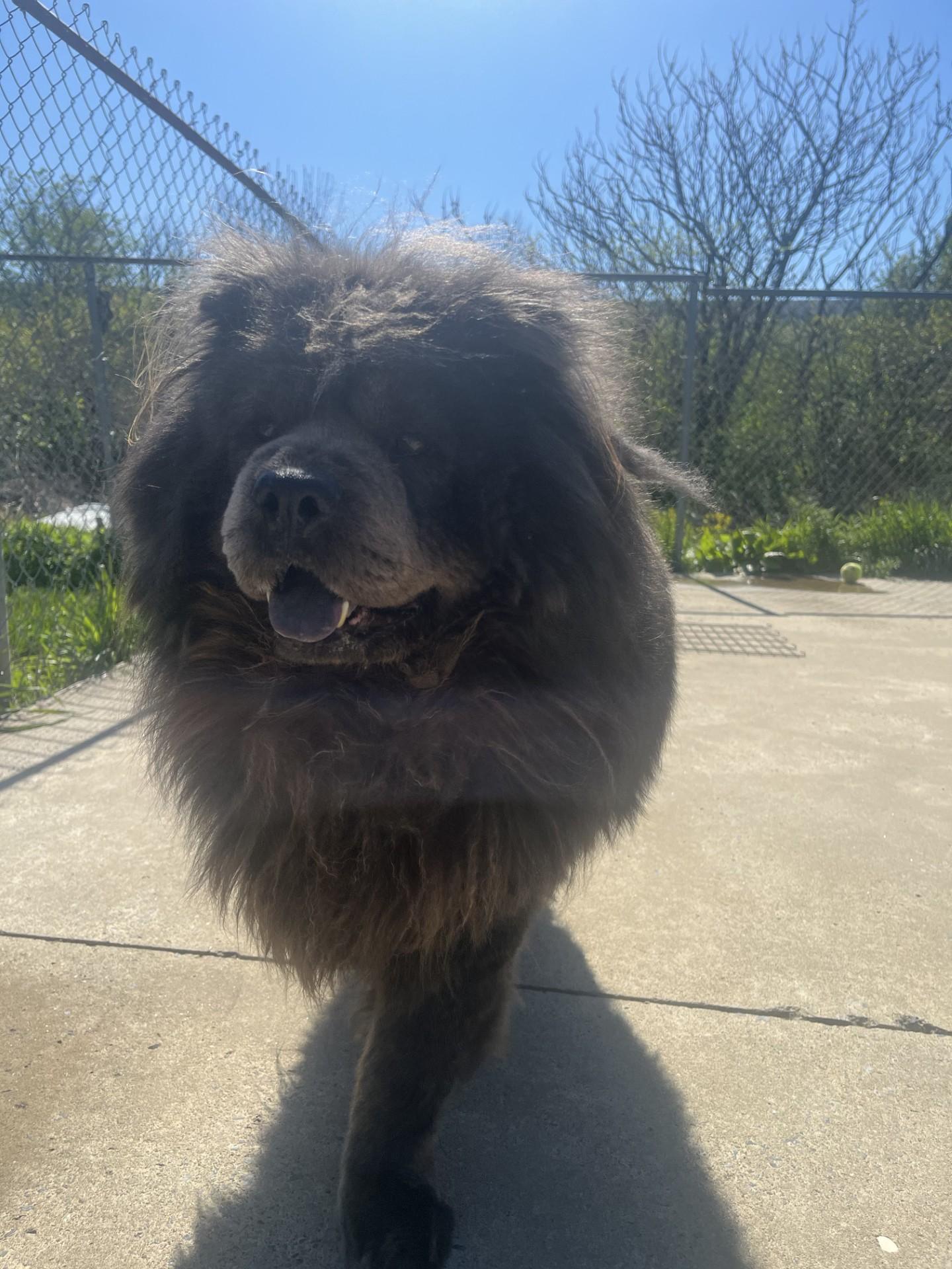 Enlarge Tyler, a ADOPTABLE Chow Chow in Altoona, PA image 1/1
