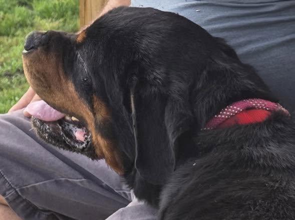 RANGER, a ADOPTABLE Rottweiler in Chapel Hill, NC image 3/5