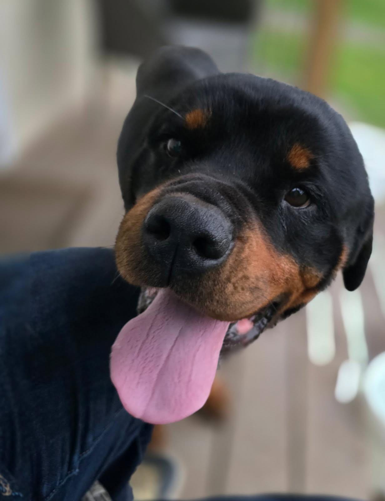 RANGER, ADOPTABLE, Young Male Rottweiler.