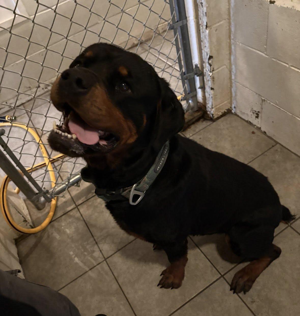 RANGER, a ADOPTABLE Rottweiler in Chapel Hill, NC image 5/5