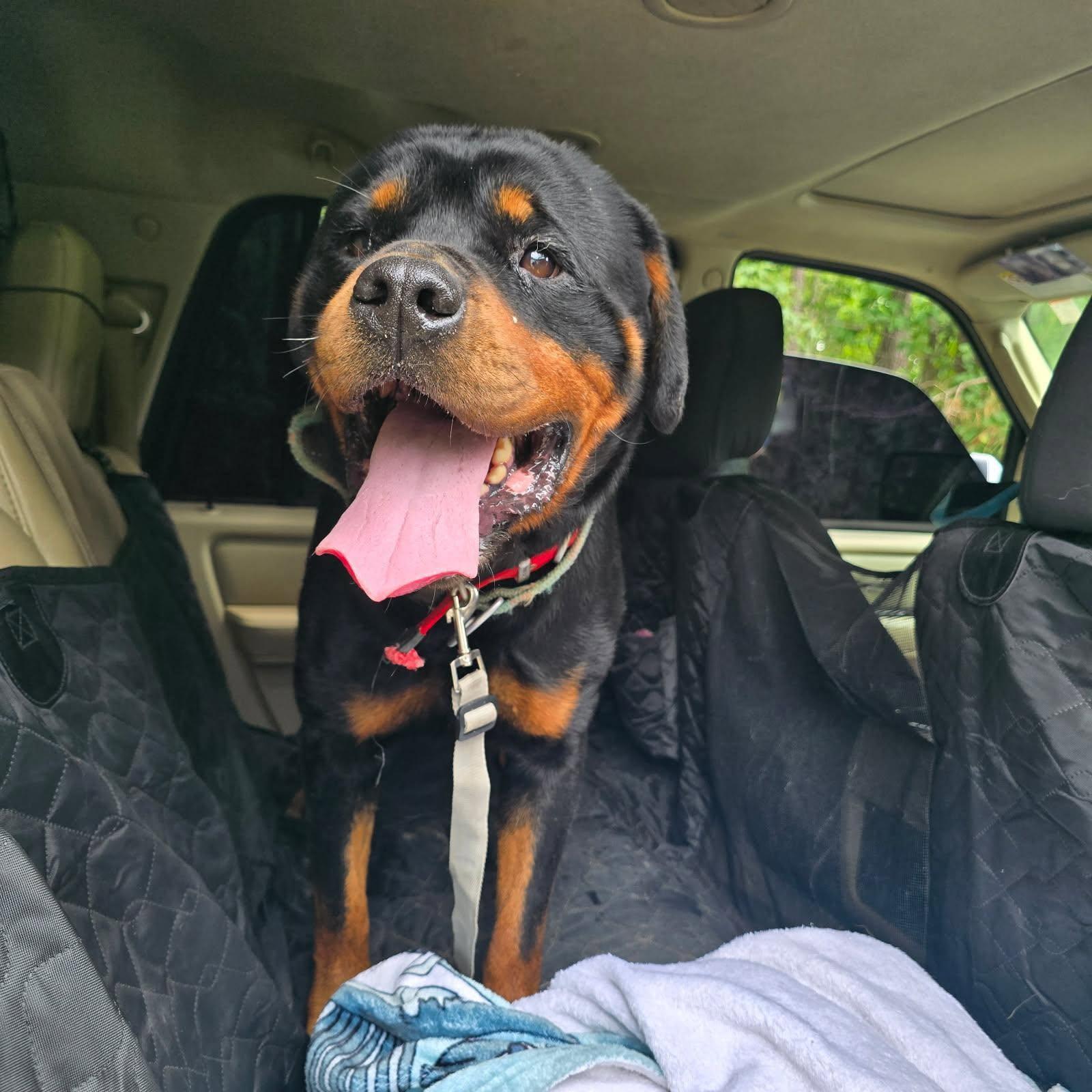 RANGER, a ADOPTABLE Rottweiler in Chapel Hill, NC image 2/5