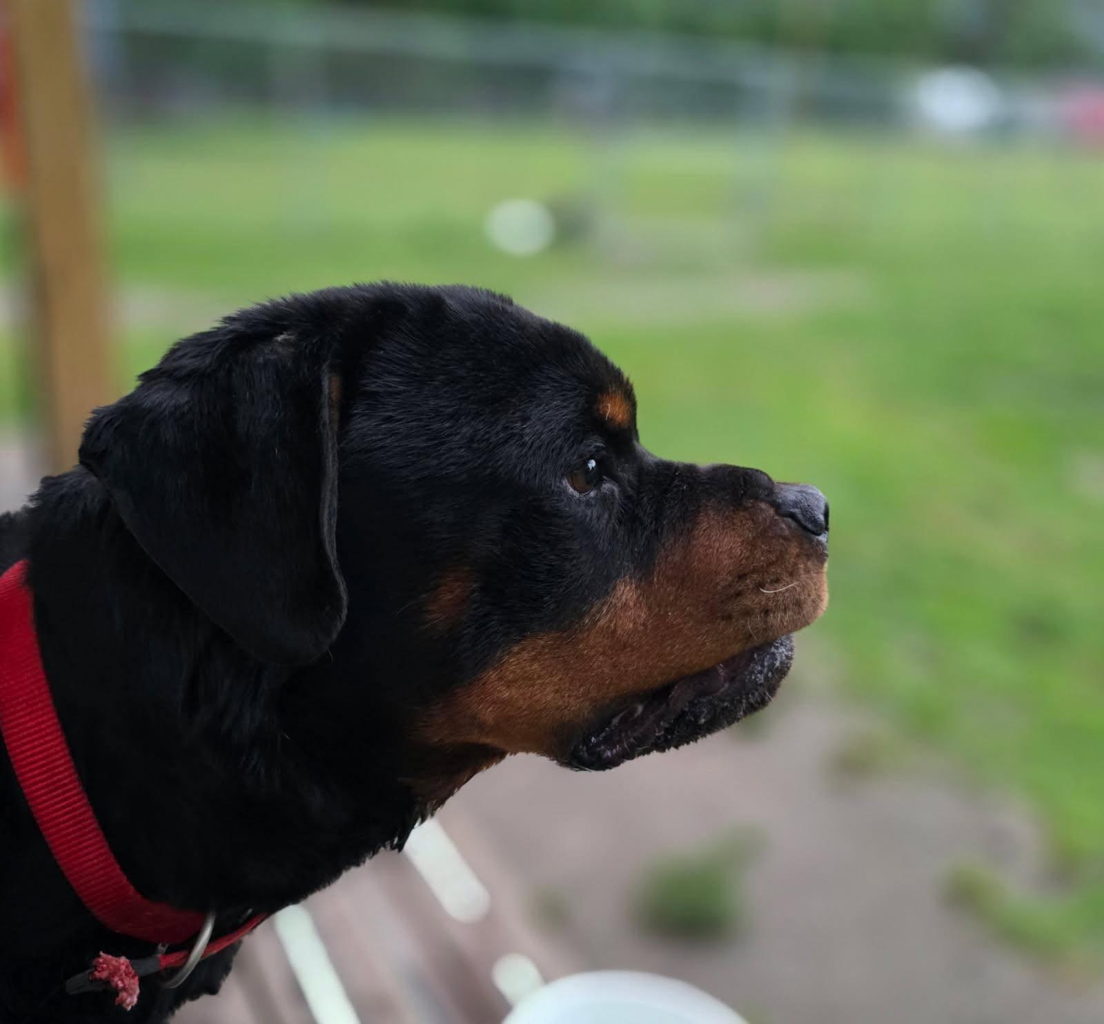 RANGER, a ADOPTABLE Rottweiler in Chapel Hill, NC image 4/5