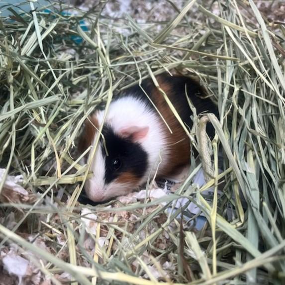 Peanut (ID 49218/3879)