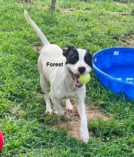 Foster, Adoptable, Adult Male Mixed Breed.