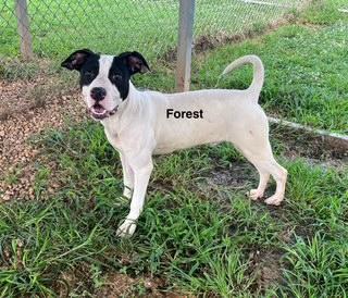 Enlarge Foster, a Adoptable Mixed Breed in Newberry, SC image 2/5