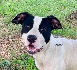 Enlarge Foster, a Adoptable Mixed Breed in Newberry, SC image 3/5