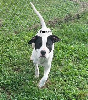 Enlarge Foster, a Adoptable Mixed Breed in Newberry, SC image 4/5
