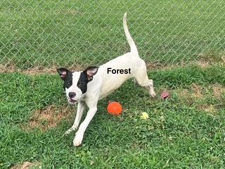 Enlarge Foster, a Adoptable Mixed Breed in Newberry, SC image 5/5