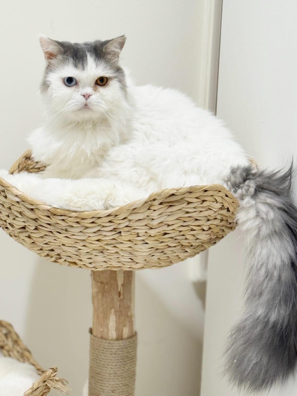 Bon Bon is the best!  EPIC cuddlebug!   VIDEO of this ULTRA EXOTIC angel!