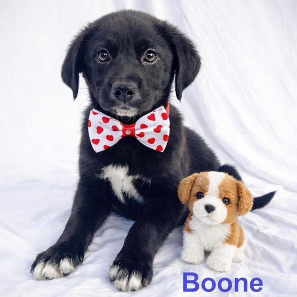 Boone, Adopted, Puppy Male Labrador Retriever & Border Collie.