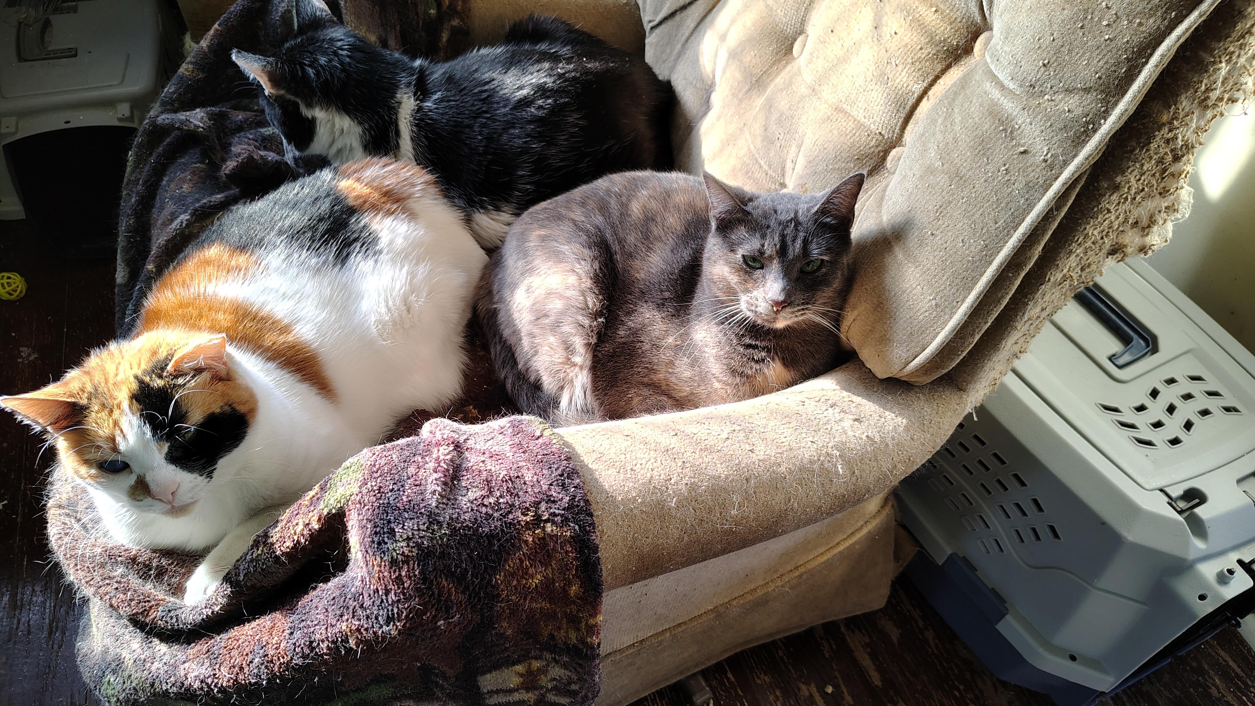 Enlarge Callie, a Adoptable Domestic Short Hair in Buffalo, NY image 4/4