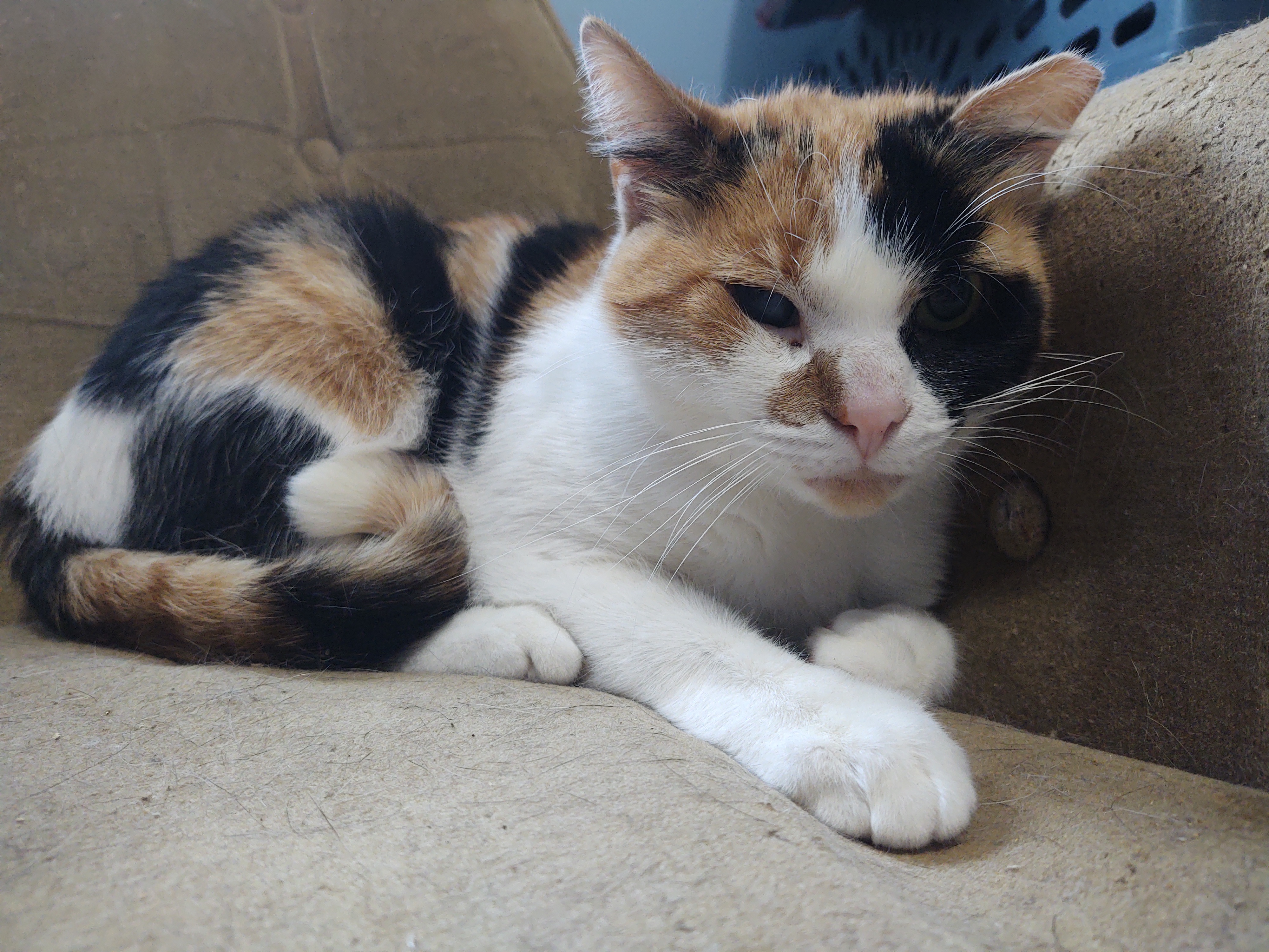 Callie, a Adoptable Domestic Short Hair in Buffalo, NY image 3/3