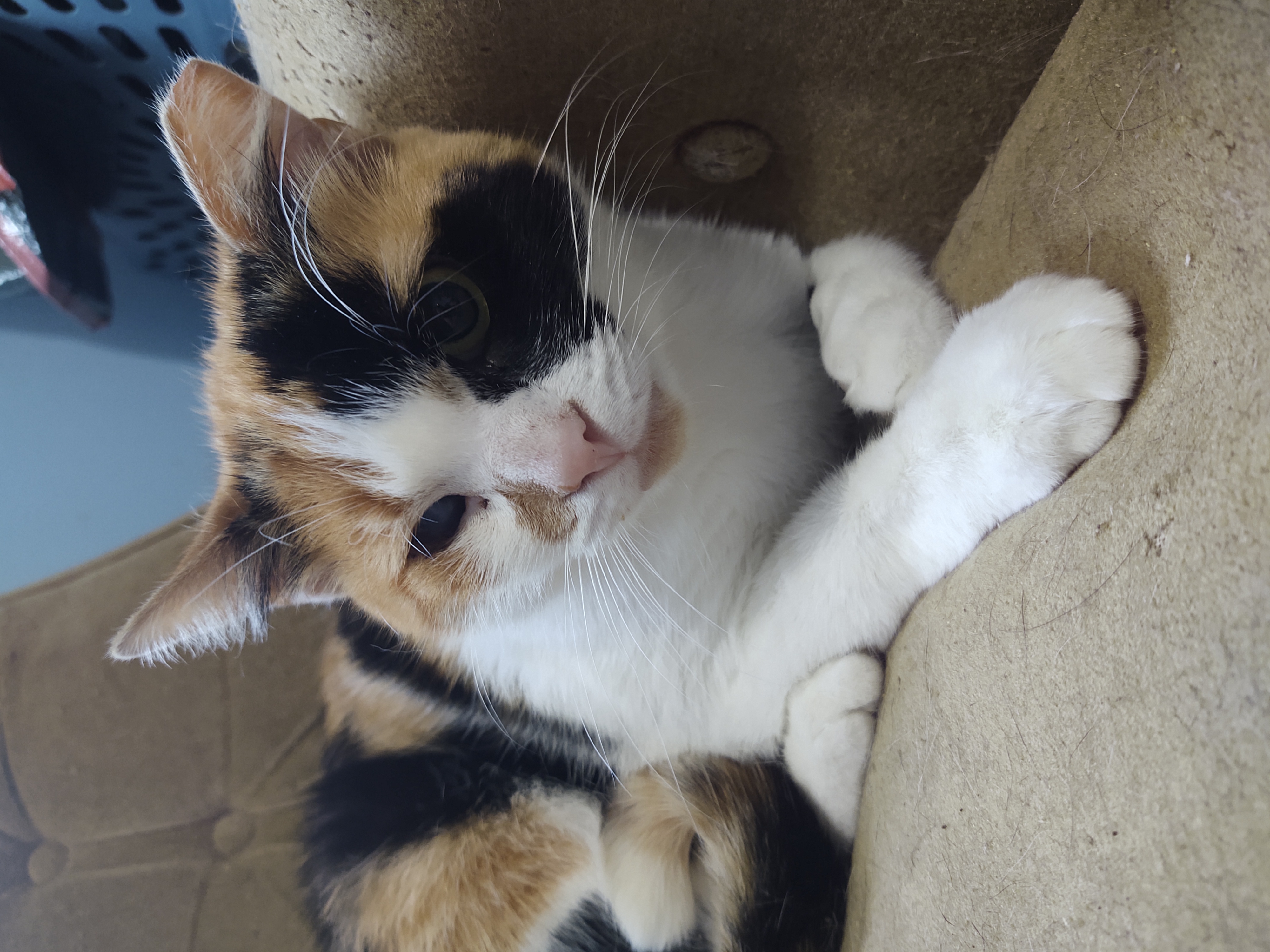 Callie photo 2